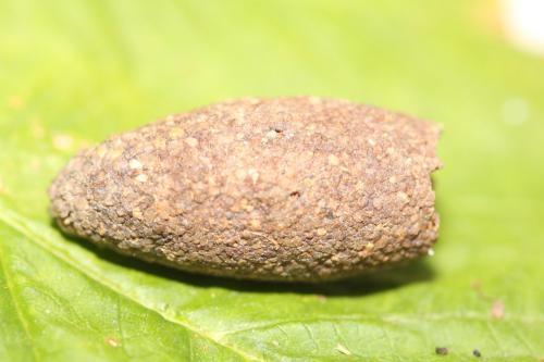 Indéterminé